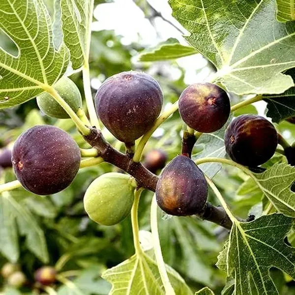 Black_Mission_Fig_Fruit_Plant_For_Home_Garden