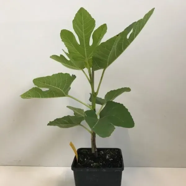 Black_Mission_Fig_Fruit_Plant_For_Home_Garden