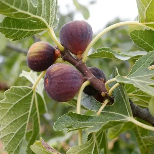 Black_Mission_Fig_Fruit_Plant_For_Home_Garden