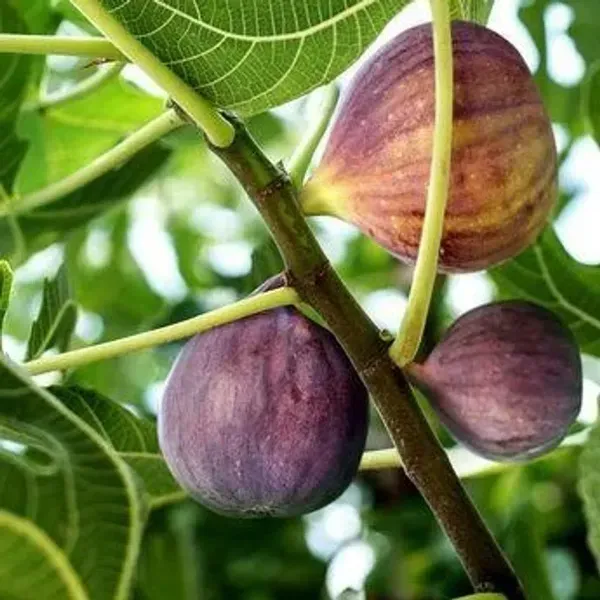 Black_Mission_Fig_Fruit_Plant_For_Home_Garden