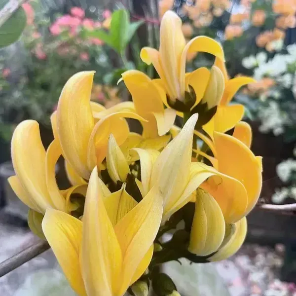 Butea_Monosperma_Palash_Flower_Plant_Yellow