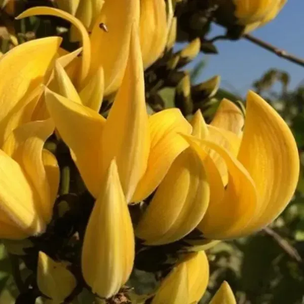 Butea_Monosperma_Palash_Flower_Plant_Yellow