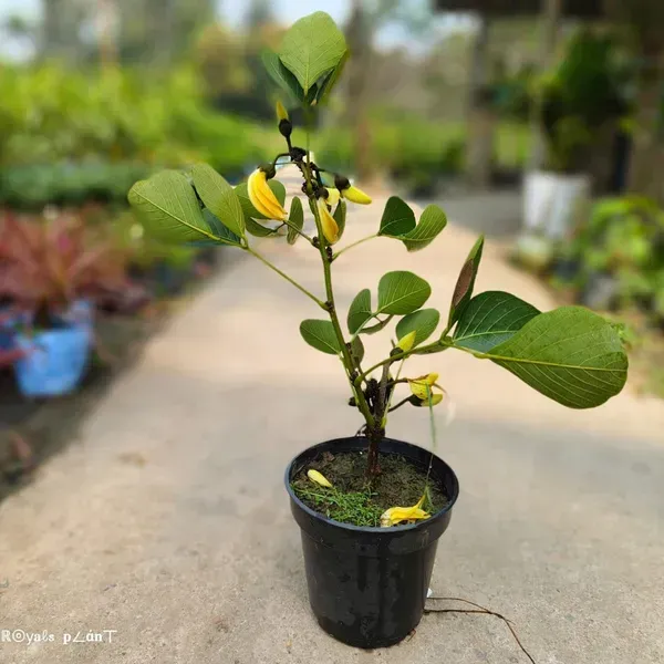 Butea_Monosperma_Palash_Flower_Plant_Yellow