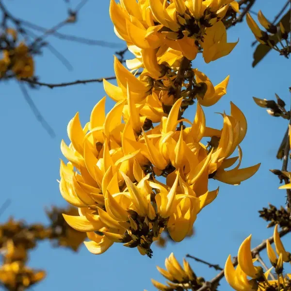 Butea_Monosperma_Palash_Flower_Plant_Yellow