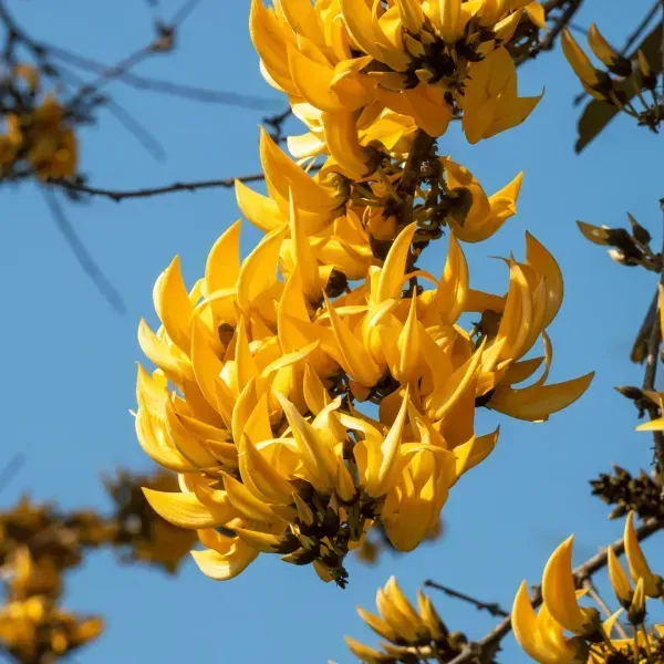 Butea_Monosperma_Palash_Flower_Plant_Yellow
