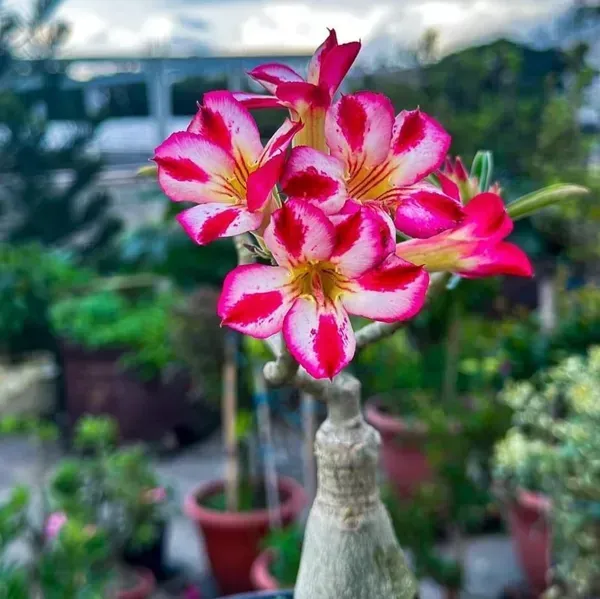 Adenium_Grafted_Flowers_Plant_White_Red_Shaded