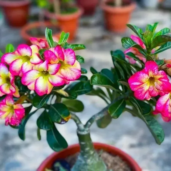 Adenium_Grafted_Flowers_Plant_White_Red_Shaded