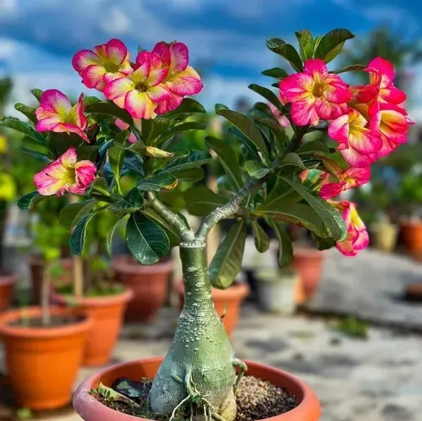 Adenium_Grafted_Flowers_Plant_White_Red_Shaded