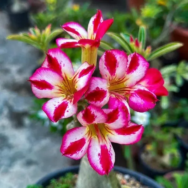 Adenium_Grafted_Flowers_Plant_White_Red_Shaded
