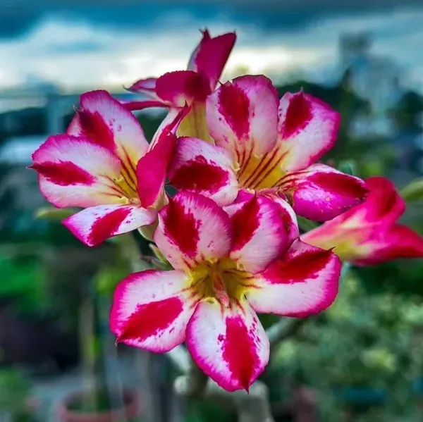 Adenium_Grafted_Flowers_Plant_White_Red_Shaded