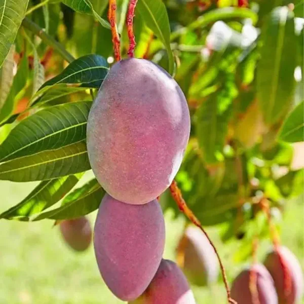 Amrapali_Mango_Grafted_Fruit_Plant