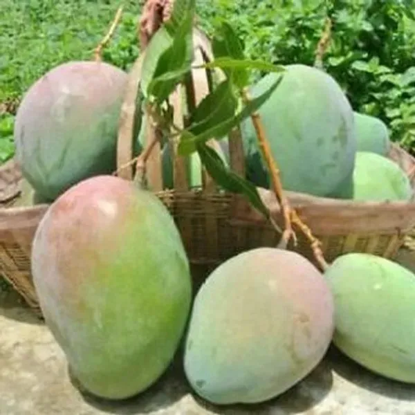 Amrapali_Mango_Grafted_Fruit_Plant