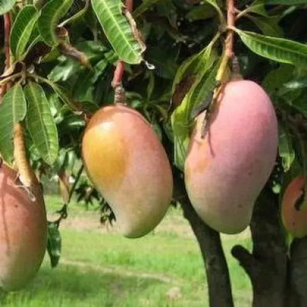 Amrapali_Mango_Grafted_Fruit_Plant