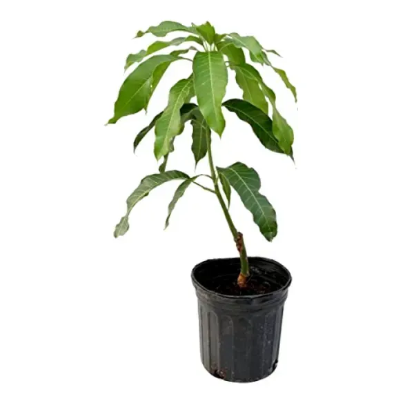 Amrapali_Mango_Grafted_Fruit_Plant