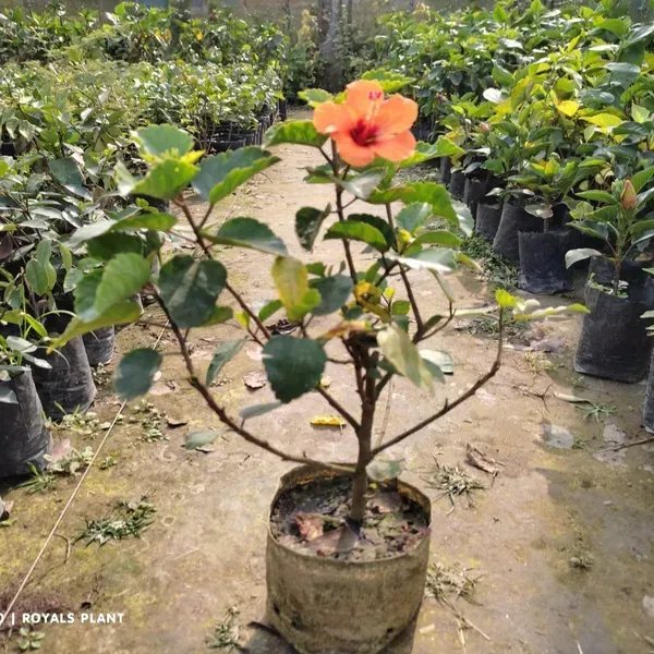 Miniature_Hibiscus_Flower_Plant_Yellow