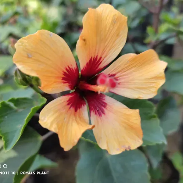 Miniature_Hibiscus_Flower_Plant_Yellow