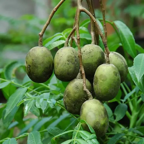 All_Time_Hog_Plum_Amra_Grafted_Fruit_Plant