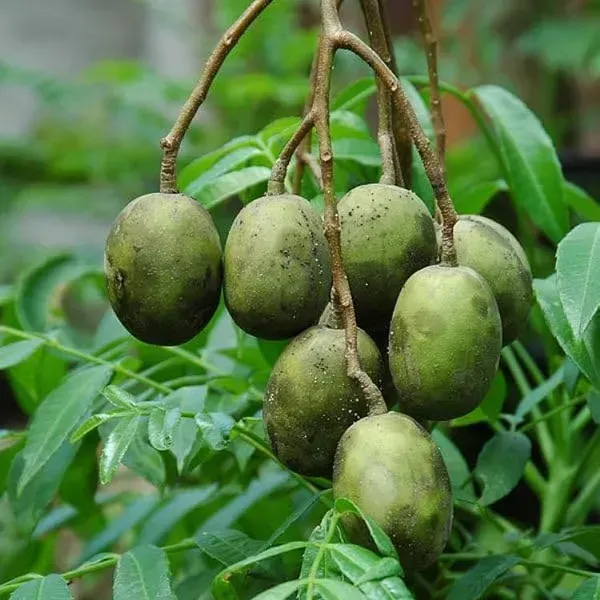 All_Time_Hog_Plum_Amra_Grafted_Fruit_Plant