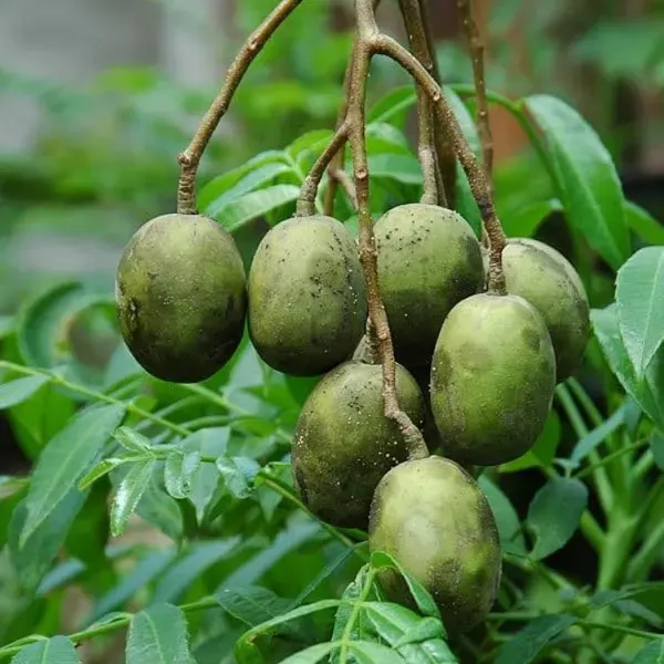 All_Time_Hog_Plum_Amra_Grafted_Fruit_Plant