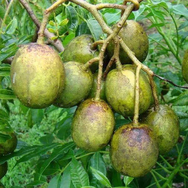 All_Time_Hog_Plum_Amra_Grafted_Fruit_Plant