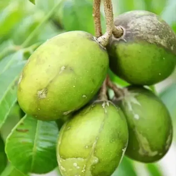 All_Time_Hog_Plum_Amra_Grafted_Fruit_Plant