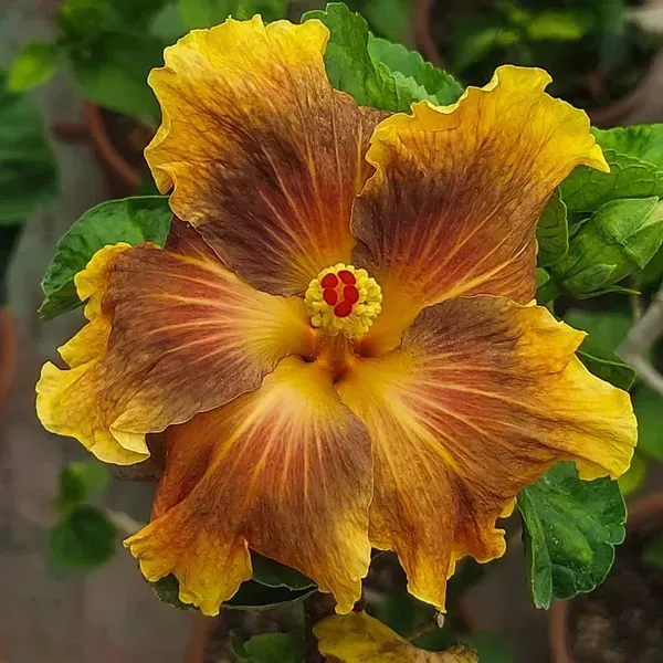 American_Variety_Hibiscus_Flower_Plant
