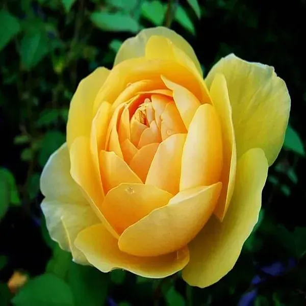 Camellia_Flower_Plant_Yellow