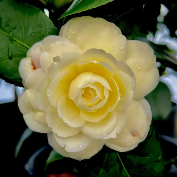 Camellia_Flower_Plant_Yellow