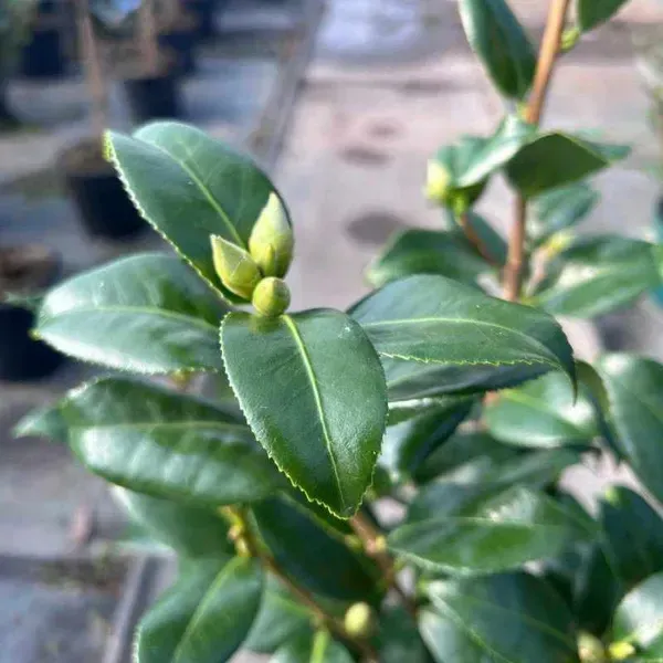 Camellia_Flower_Plant_Yellow