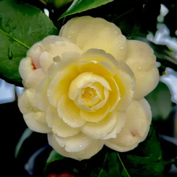 Camellia_Flower_Plant_Yellow