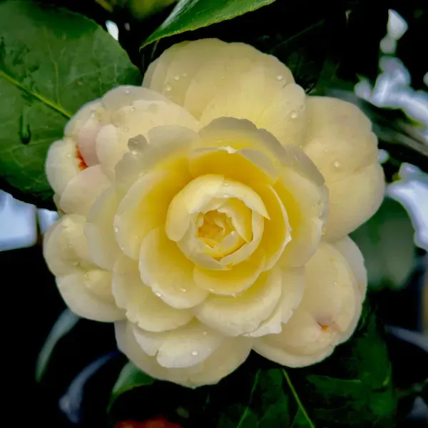 Camellia_Flower_Plant_Yellow