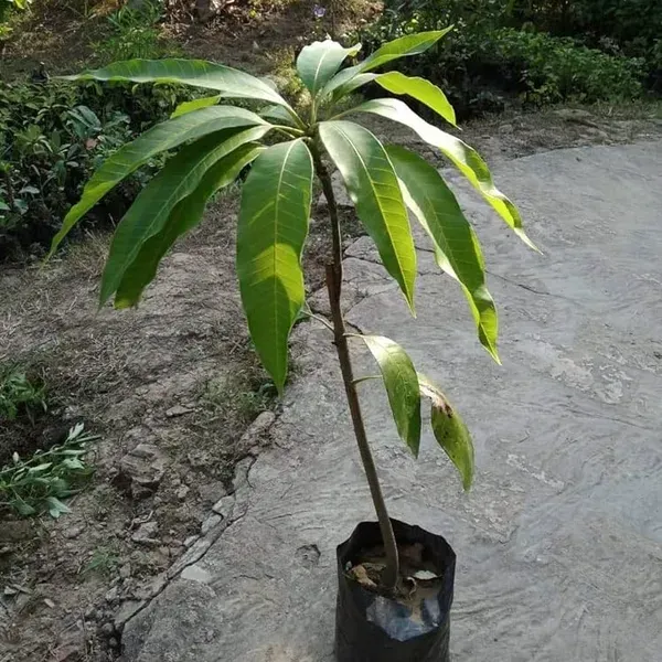 Mallika_Grafted_Mango_Fruit_Plant