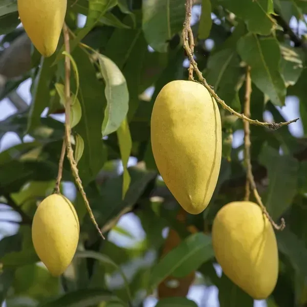 Mallika_Grafted_Mango_Fruit_Plant