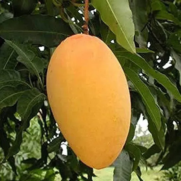 Mallika_Grafted_Mango_Fruit_Plant
