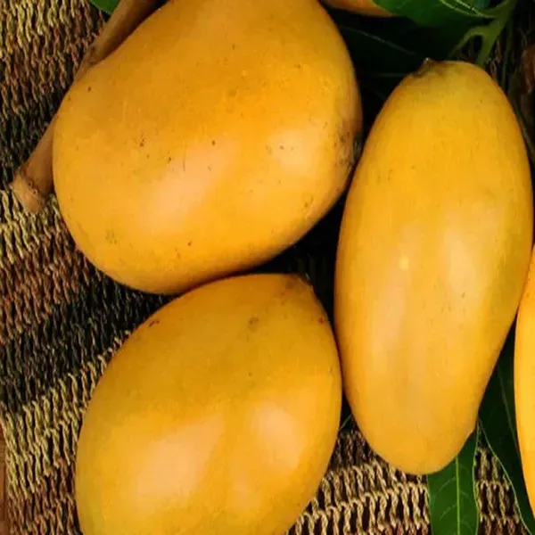 Mallika_Grafted_Mango_Fruit_Plant