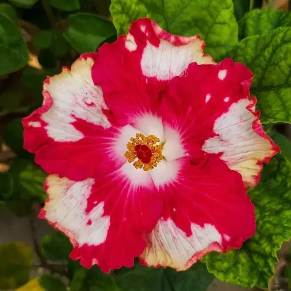 American_Variety_Hibiscus_Flower_Plant