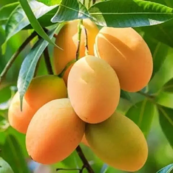 Alphonso_Mango_Fruit_Plant_For_Home_Garden