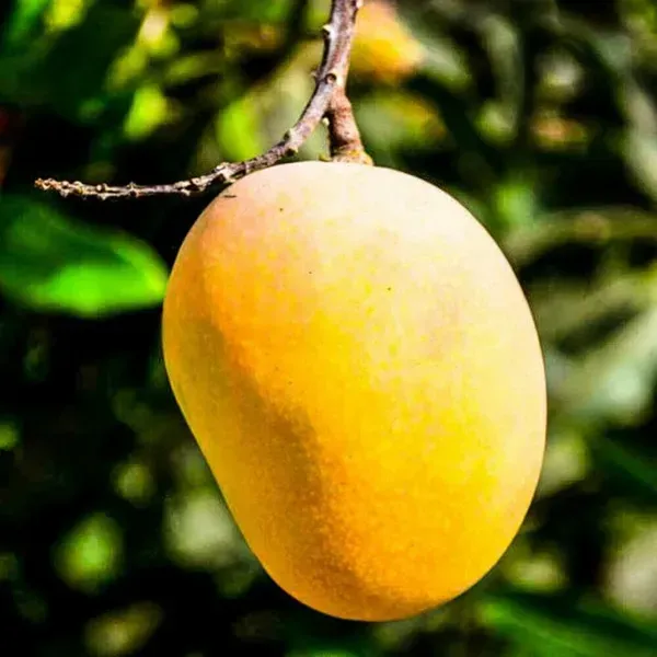 Alphonso_Mango_Fruit_Plant_For_Home_Garden
