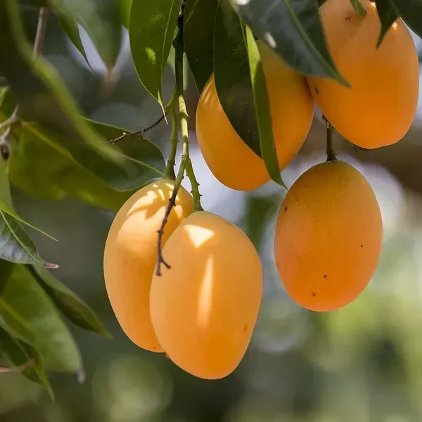 Alphonso_Mango_Fruit_Plant_For_Home_Garden