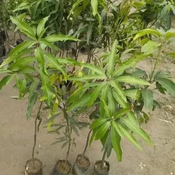 Alphonso_Mango_Fruit_Plant_For_Home_Garden