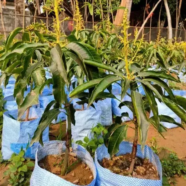 Kacha_Mittha_Mango_Grafted_Fruit_Plant