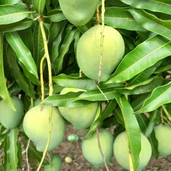 Kacha_Mittha_Mango_Grafted_Fruit_Plant