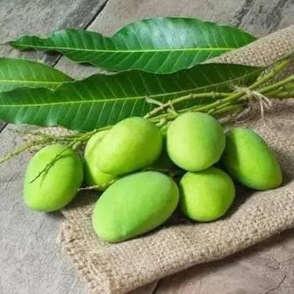 Kacha_Mittha_Mango_Grafted_Fruit_Plant