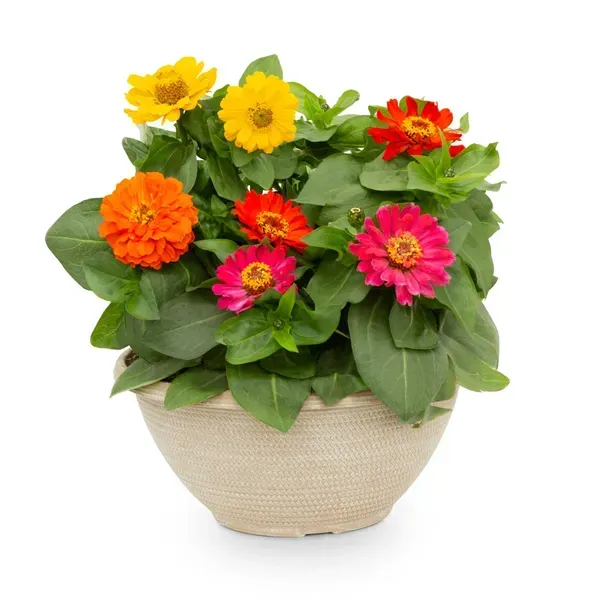 Mixed_Zinnia_Flower_Plant_4_Colour