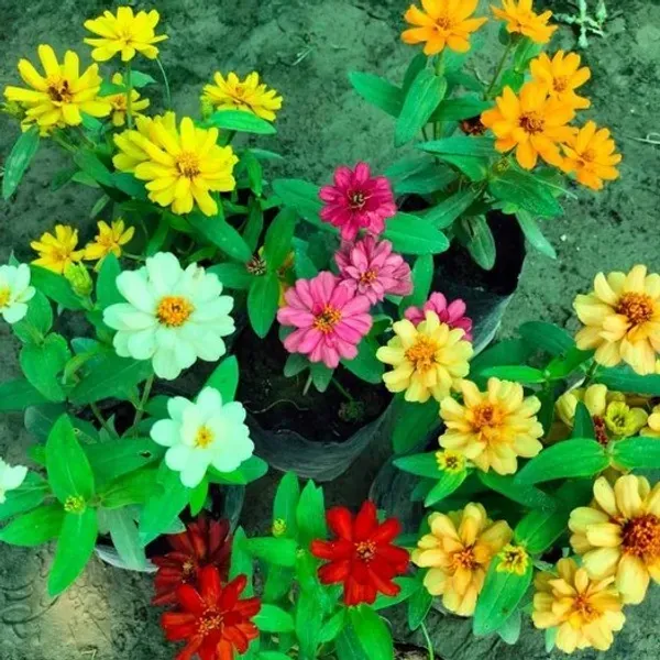 Mixed_Zinnia_Flower_Plant_4_Colour