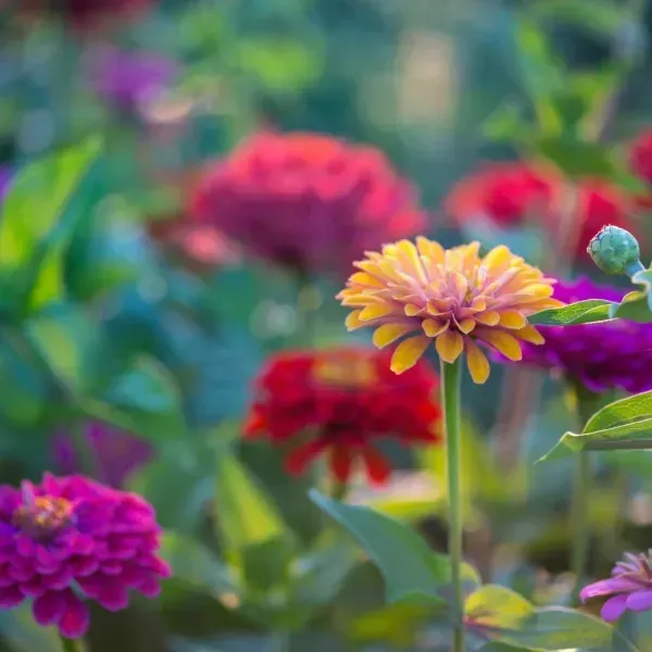 Mixed_Zinnia_Flower_Plant_4_Colour