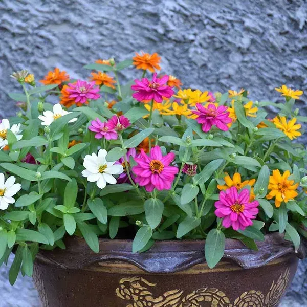 Mixed_Zinnia_Flower_Plant_4_Colour
