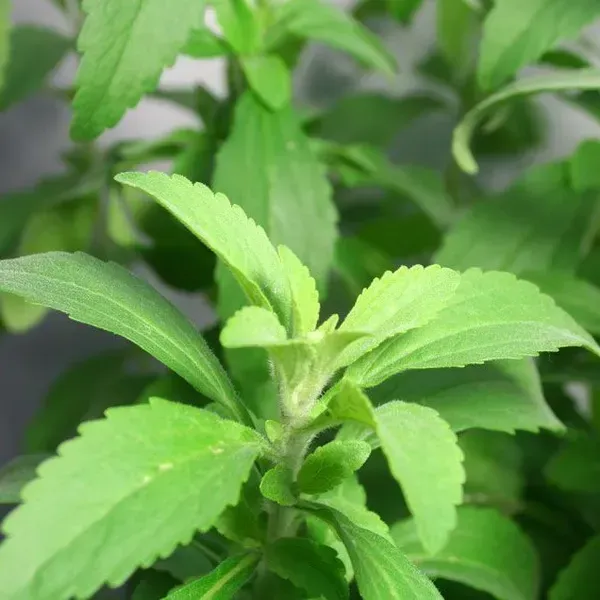 Stevia_Sweet_Tulshi_Plant_For_Home_Garden
