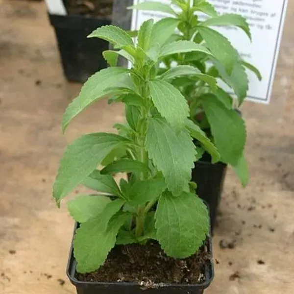 Stevia_Sweet_Tulshi_Plant_For_Home_Garden