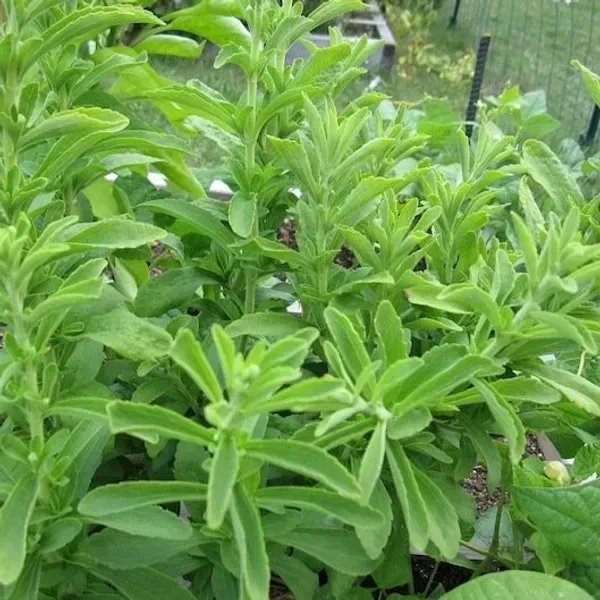 Stevia_Sweet_Tulshi_Plant_For_Home_Garden